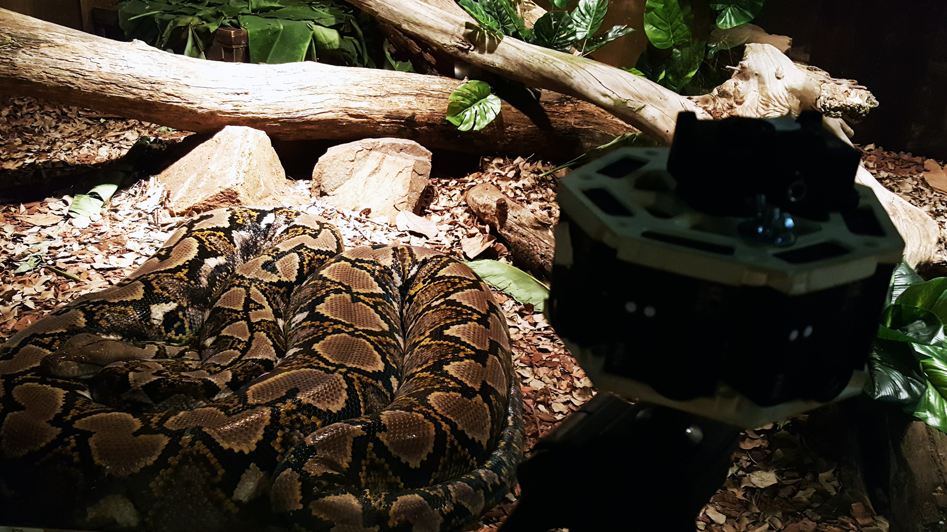 360-video-snake