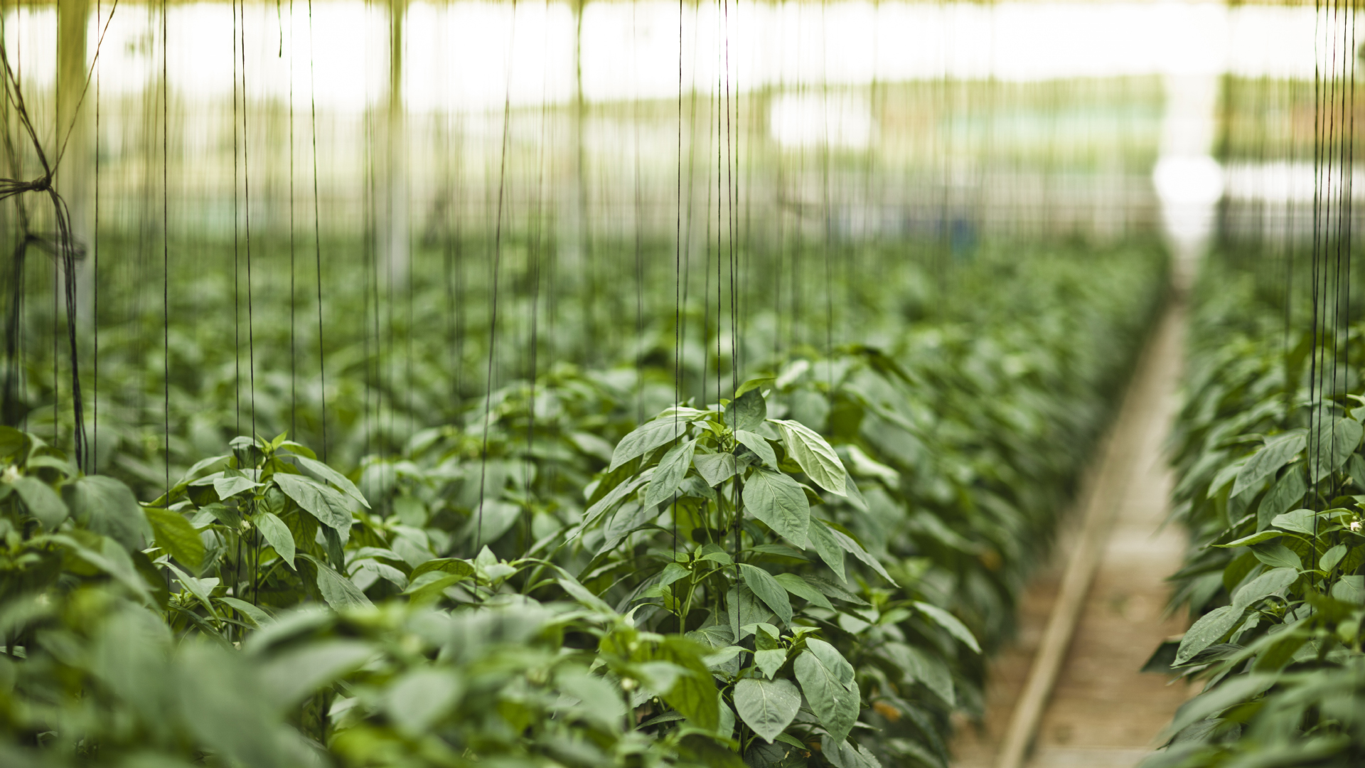4th industrial food production